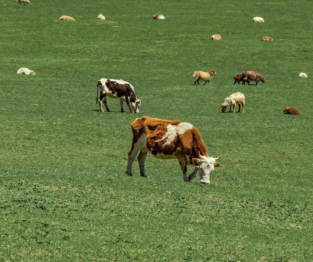 Veterinaria y Accesorios para Mascotas Veterinaria y Accesorios para Mascotas